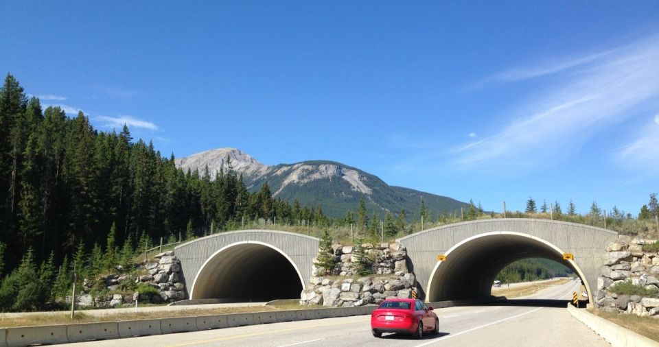 Revista Servioeste Sade e Meio Ambiente - O Parque Nacional de Banff, em Alberta, Canad, abriu seis viadutos e 38 passagens inferiores para manter a segurana da vida selvagem local.